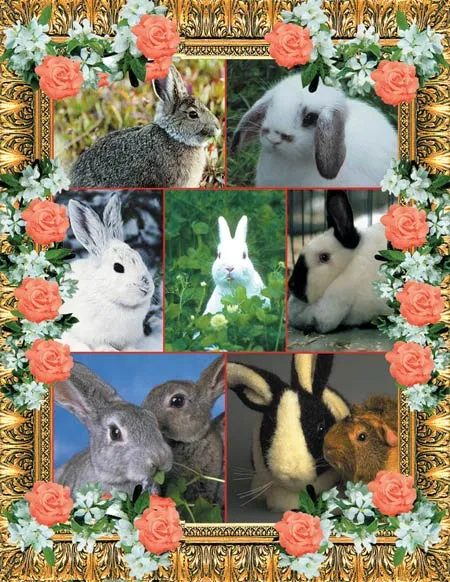The rabbit species displays considerable possible variations within itself, such as white fur, grey fur, long or short ears. However, one type never turns into
