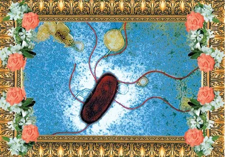 In all the years of experimentation and research into the bacterium Escherichia coli, no other species of bacterium of other multi-celled organism has ever emer