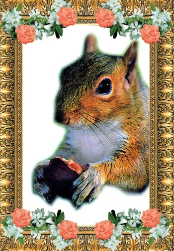 squirrel