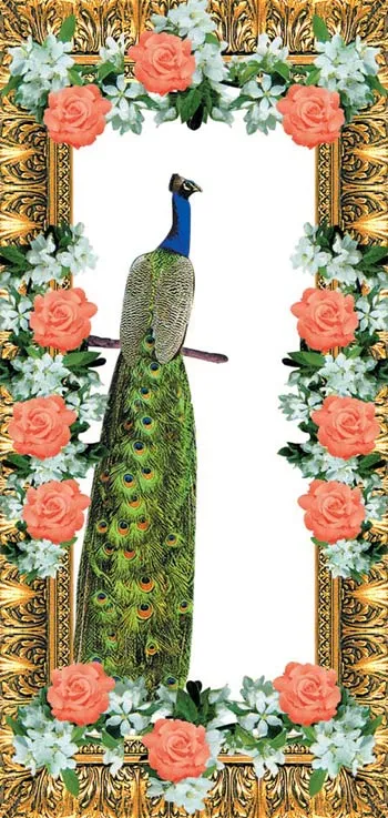 peacock