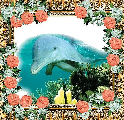 dolphing