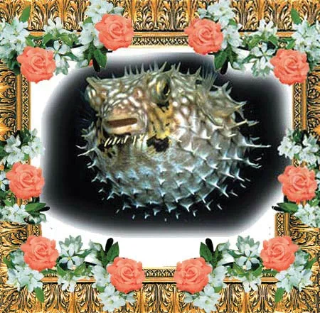 Porcupine fish protect themselves by distending their stomachs like balloons and erecting the spines on their skin