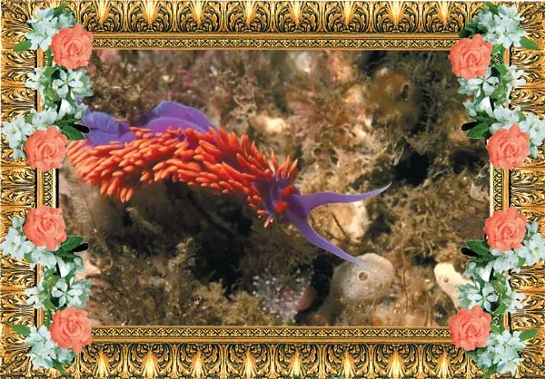 Despite such adverse conditions as high pressure, low temperatures and scarce food resources, various animals, different-colored crustacean and micro-organisms