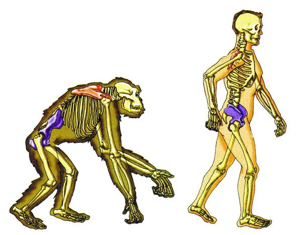 The human skeleton was created to walk upright. With its stooped posture, short legs and long arms, however, the ape skeleton is suited to walking on four legs.
