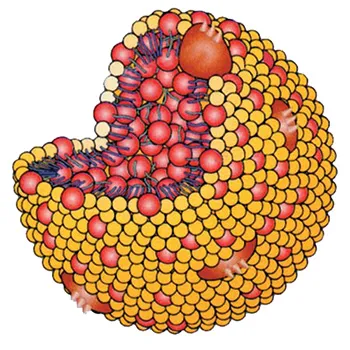 The disappearance of a single amino acid in the structure of proteins, or a change of place or the addition of one extra amino acid to the chain, will turn that