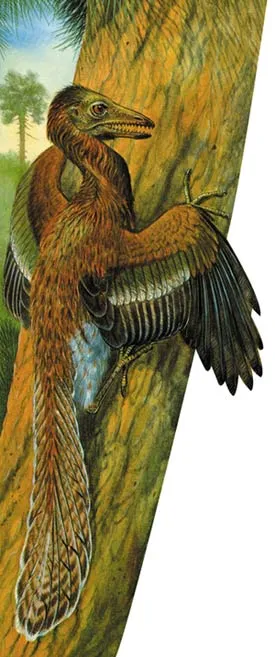 A reconstruction of Archaeopteryx
