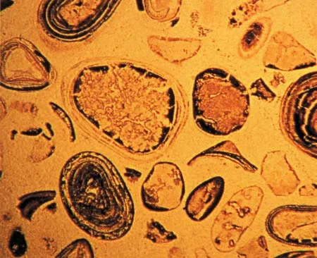 1.9 billion-year-old bacteria fossils discovered in Western Ontario in Canada. These fossils are identical to bacteria living today.
