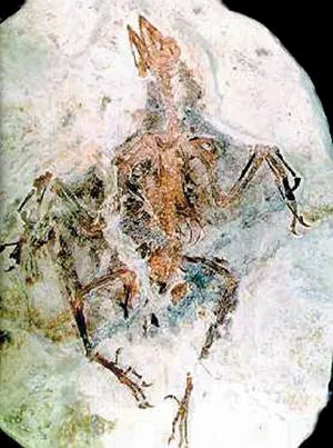 Confuciusornis, which lived at around the same time as Archaeopteryx, bears a close resemblance to modern birds.
