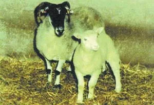 Cloning consists of the duplication of genetic information that already exists. No new mechanisms or new genetic information are added during the process.