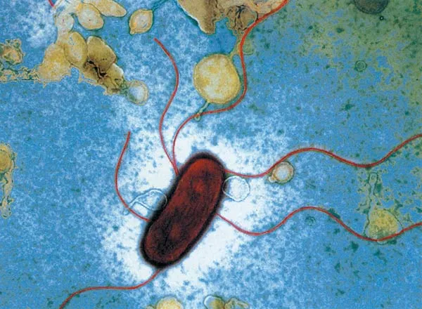 Contrary to their expectations, the E. coli bacterium selected by evolutionists to prove evolution and discover its supposed mechanisms has remained unchanged f