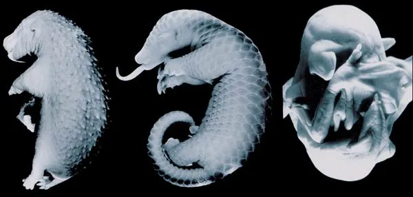 Observations in recent years have revealed that the embryos of different life forms do not resemble each other at all in the manner suggested by Haeckel. The di