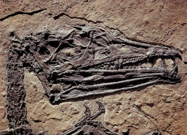 Eudimorphodon, one of the oldest species of flying reptile. This fossilized specimen, found in northern Italy, is around 220 million years old.