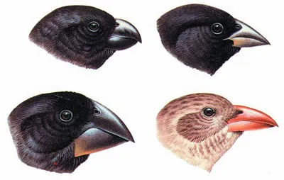 The finches with varying beaks that Darwin saw on the Galapagos Islands—and which he thought constituted evidence for his theory—are in fact examples of variati