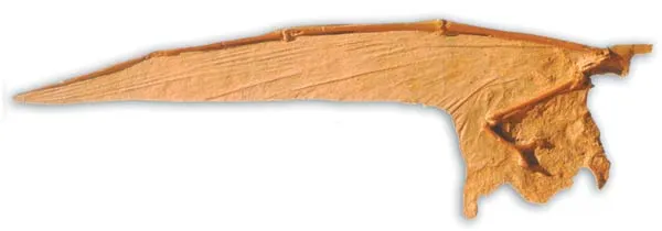 The wing membranes of flying reptiles are attached to a fourth finger some 20 times longer than the other digits. The important feature is that this unique wing
