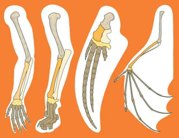 The fact that almost all terrestrial vertebrates have five digits on their hands and feet was for years portrayed by evolutionists as great evidence for Darwini