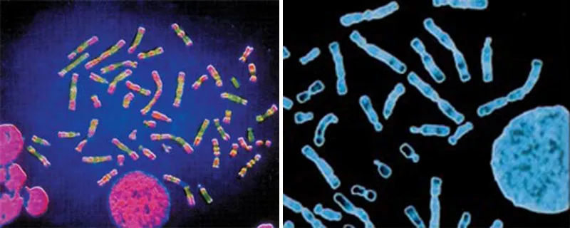 At the molecular level, no organism is the ancestor of any other, nor more primitive or advanced than any other.