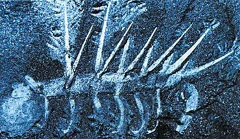 This Hallucigenia fossil, one of the life forms that suddenly emerged in the Cambrian Period, has spines for protection