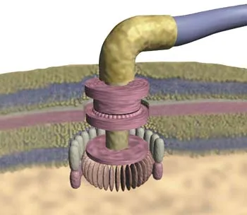 This is an electric motor. Yet it is not located in a household appliance or transport vehicle, but in a bacterium. Thanks to this engine, which bacteria have p