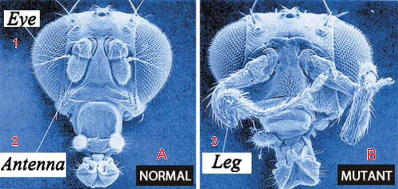 A. Normal 1. Eye, 2. Antenna B. Mutant 3. Leg Ever since the beginning of the last century, evolutionist biologists have exposed flies to mutations and looked f