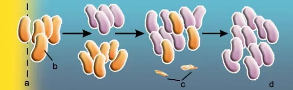 a. ANTIBIOTICS HALTED b. RESISTANT POPULATION c. DEAD CELLS d. SENSITIVE POPULATION There were resistant bacteria before the discovery of antibiotics. Bacteria