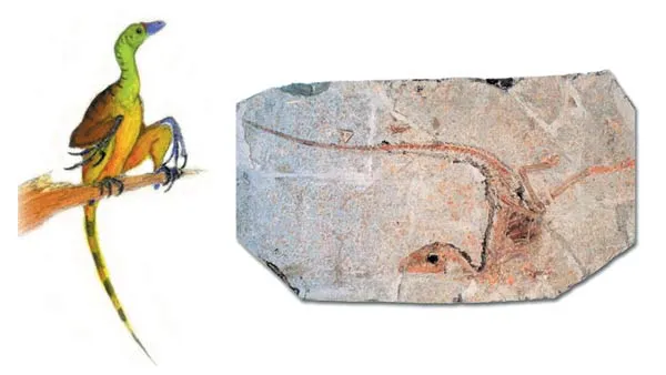 Sinornithosaurus Evolutionist paleontologists claimed this fossil was a feathered dinosaur, but later it was determined that the creature did not possess such a