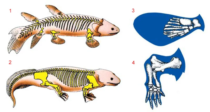 Crossopterygian