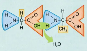 Proteins are giant molecules consisting of specific numbers and types of smaller molecules, known as aminoacids, set out in particular sequences. This structure