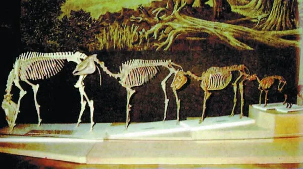 'The evolution of horses' exhibit at the British Natural History Museum. This and the like schemas of 'the evolution of horses' are constructed basedon a totall