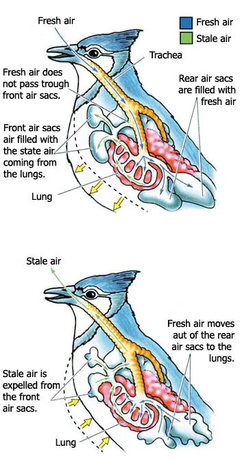 BIRDS’ SPECIAL RESPIRATORY SYSTEM WHEN INHALING The air which enters the birds’ respiratory passages goes to the lungs, and to air sacs behind them. The air whi