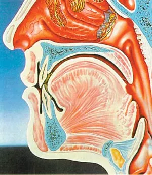 The tonsils, which evolutionists long sought to define as vestigial organs, have been found to play an important role in protecting against throat in fections, 