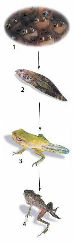 1. Eggs 2. Tadpole 3. Young frog 4. Abult frog