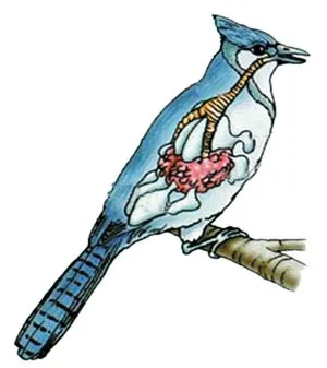 bird
