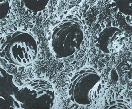 Parabronchial tubes, which enable air to circulate in the right direction in birds’ lungs. Each of these tubes is just 0.5 mm. indiameter.