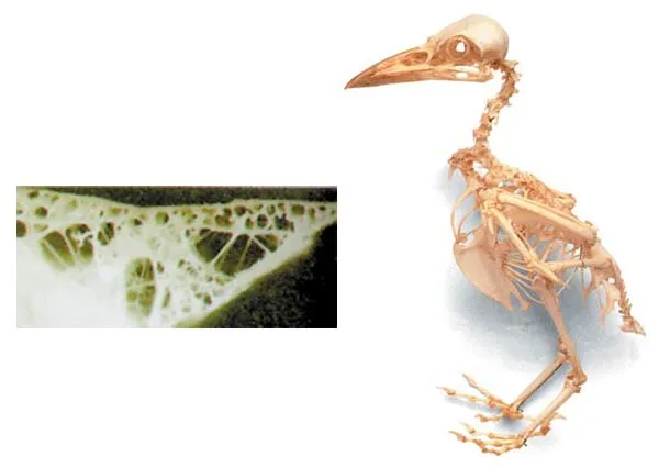 Because of their heavy, bulky bodies, dinosaur bones are very thick and solid. On the other hand, the bones of all birds living today and that have so far been 