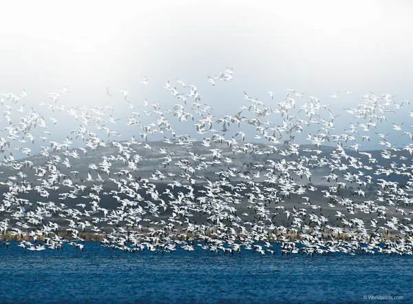 birds