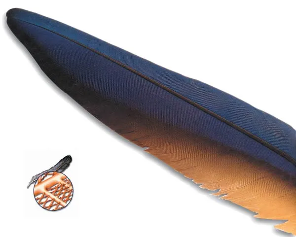 THE COMPLEX STRUCTURE OF BIRD FEATHERS When bird feathers are examined in detail, it is clear that they result from a very superior creation. There are even sma