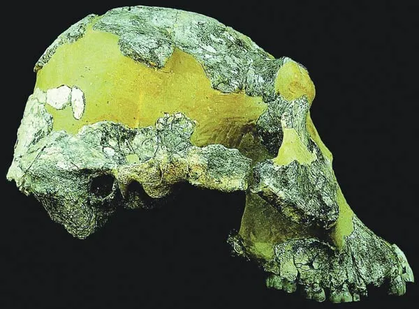 The "Lucy" skull
