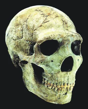 THE NEANDERTHALS: A HUMAN RACE To the above can be seen the Homo sapiensne ander thalensis Amud 1 skull, discovered in Israel. It is estimated that the owner of