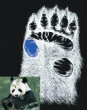 As can be seen here, the bone that protrudes from the panda's wrist is not really a bone at all, but a support making it easier for the animal to cling onto bam