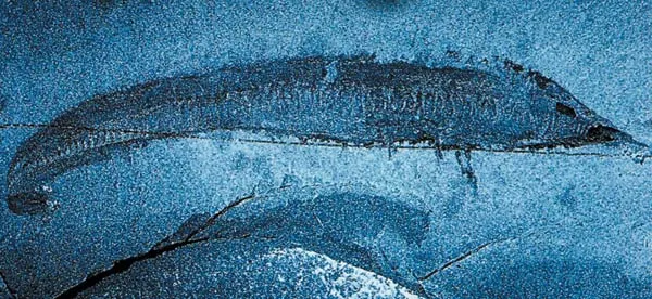 The oldest chordate Pikaia fossil to appear in the Cambrian Period