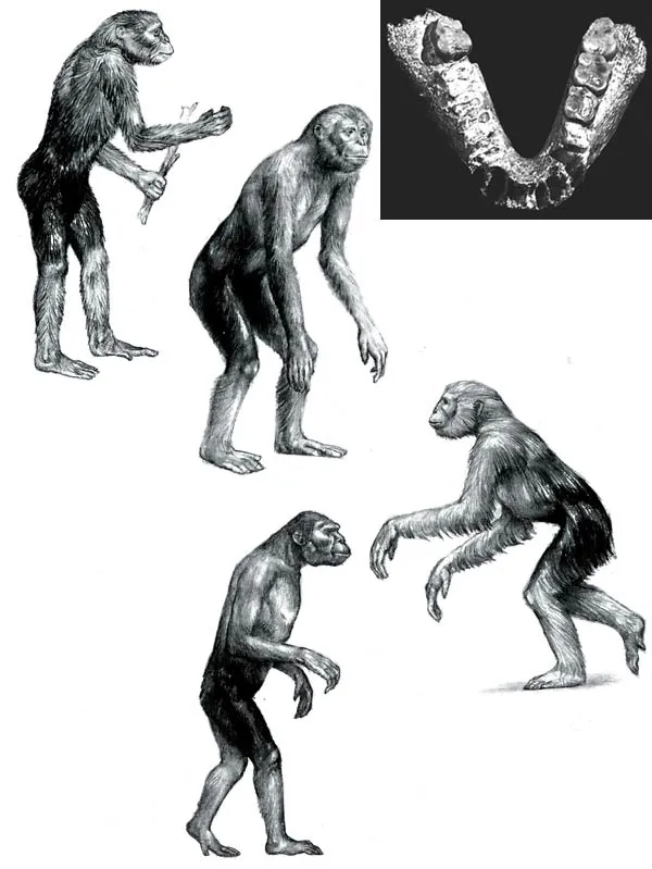 EVOLUTIONISTS' SOURCE OF INSPIRATION WAS A SINGLE JAWBONE! The first Ramapithecus fossil discovered consisted of a partial jaw, broken into two pieces. Evolutio