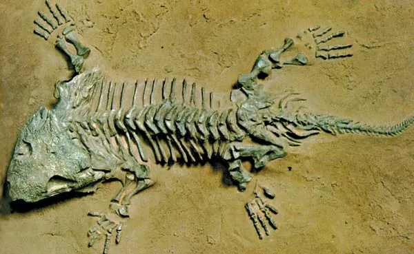 Evolutionists once claimed that the Seymouria fossil above was an intermediate form between amphibians and reptiles. According to this scenario, Seymouria was t