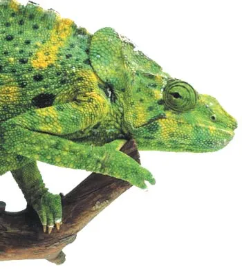 REPTILE SCALES The scales covering the bodies of reptiles are different from bird feathers in every respect. Unlike feathers, scales do not extend beneath the s