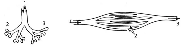 LEFT PICTURE: REPTILE LUNG 1.air in out, 2.alveol, 3.bronchia RIGHT PICTURE: BIRD LUNG 1.air in, 2.parabronchia, 3.air out The anatomy of birds is very differen