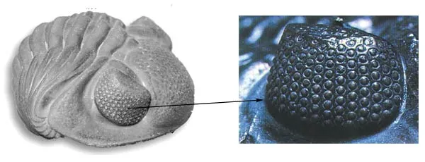 The above fossils are trilobites, some of the highly complex invertebrates that appeared suddenly in the Cambrian Period, some 500 million years ago. The most s