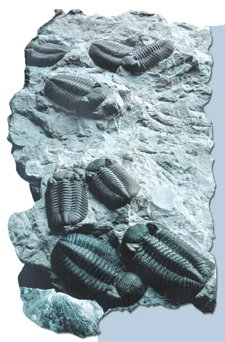 Trilobite fossils from the Cambrian Period