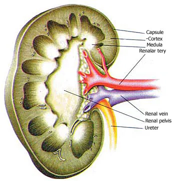 The KIDNEY BARRIER Fish release harmful byproducts in their bodies directly into the water. Terrestrial animals, however, need kidneys. Therefore, any animal th