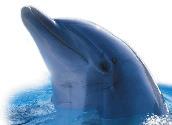 dolphin