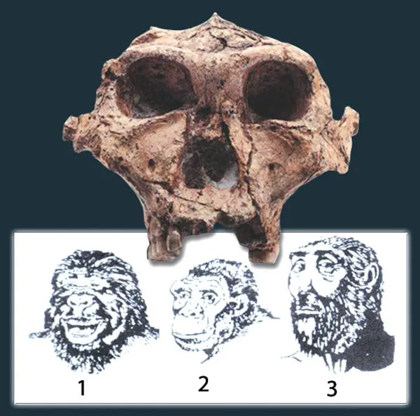THREE SEPARATE RECONSTRUCTIONS FROM THE SAME FOSSIL 1. The drawing is dated April 5, 1964 Sunday Times 2. Maurice Wilson, drawing 3. N. Parker's drawing. N. Geo