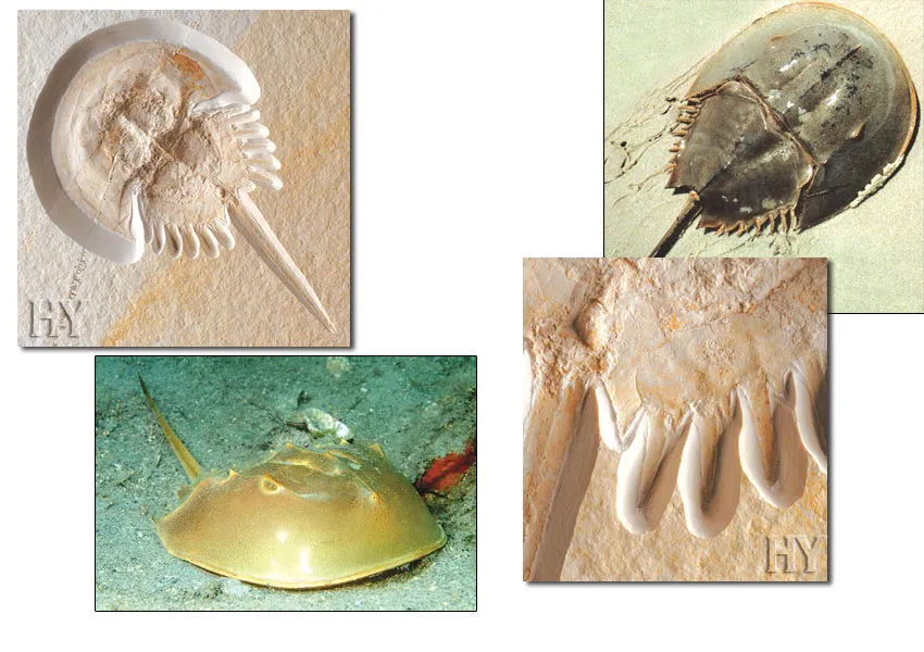 Horseshoe Crab